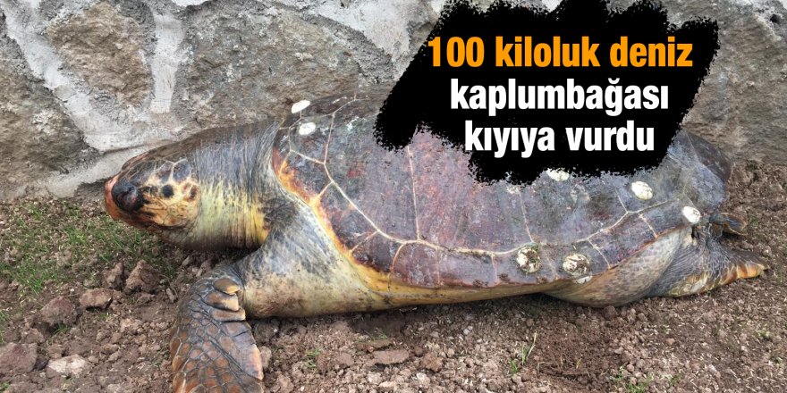 100 kiloluk deniz kaplumbağası kıyıya vurdu