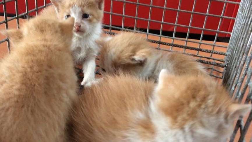 Yalova itfaiyesi yaramaz 4 kedi yavrusu için seferber oldu