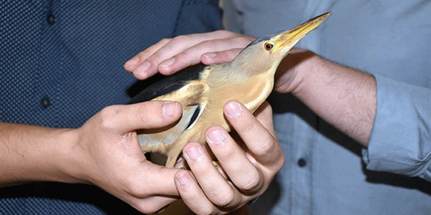 Sivas'ta öğrenciler nesli tükenmekte olan Hint balıkçıl kuşu buldu
