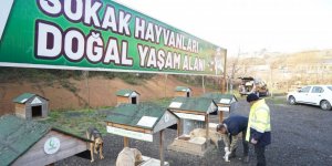 Sevimli dostların tedavileri yapıldı