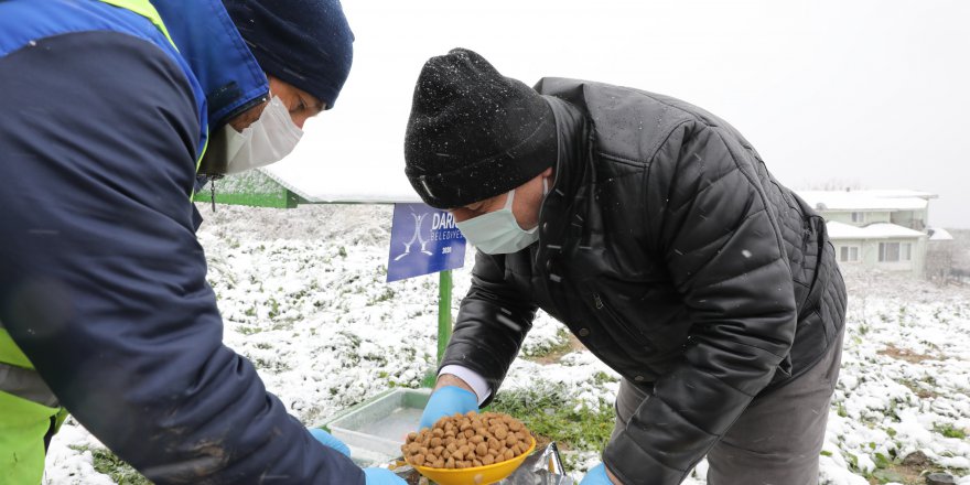 baskan-biyik,-karda-sokak-hayvanlarini-besledi-(3).jpg