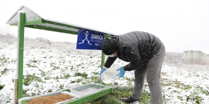 baskan-biyik,-karda-sokak-hayvanlarini-besledi-(5).jpg