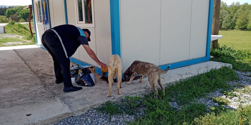 sokak-hayvanlari-(1).jpeg